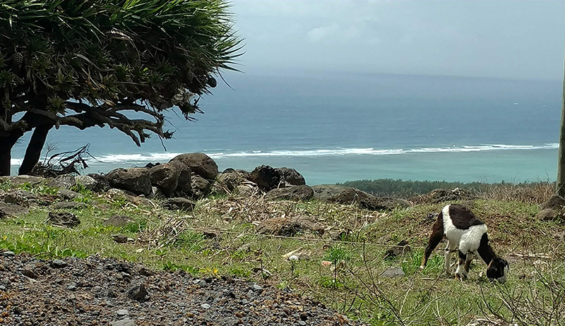 island image
